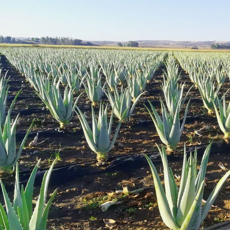 olaloe-plantacion-1