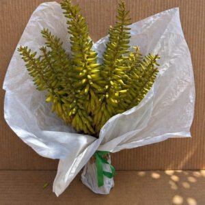 Ramo flor Aloe Vera